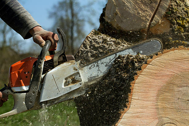 The Steps Involved in Our Tree Care Process in Northampton, PA